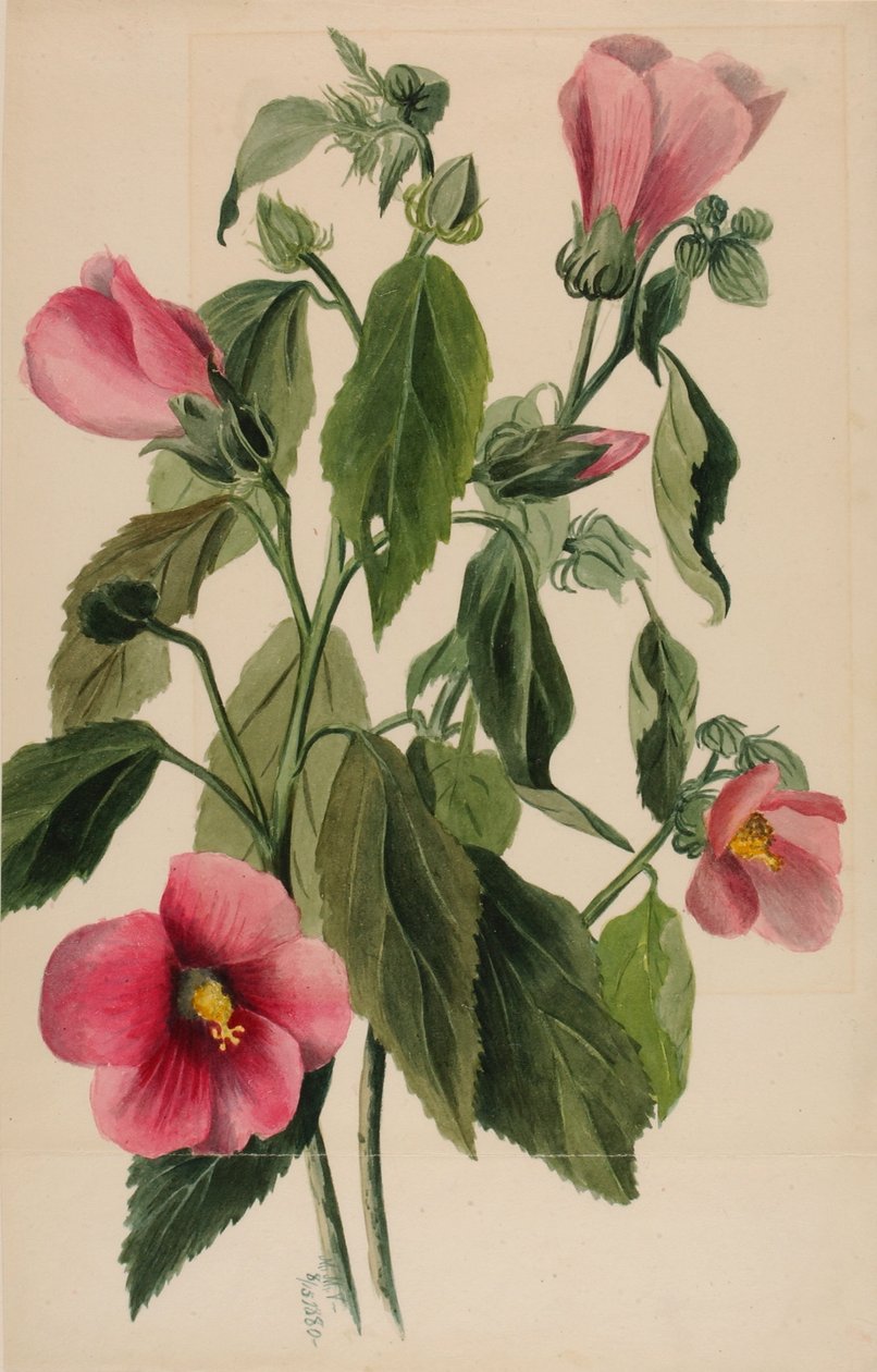 Genziana rosa (Sabbatia angularis) da Mary Vaux Walcott