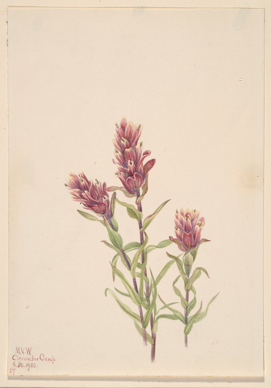 Pennello di rosa Castilleja pallida, 1920 da Mary Vaux Walcott