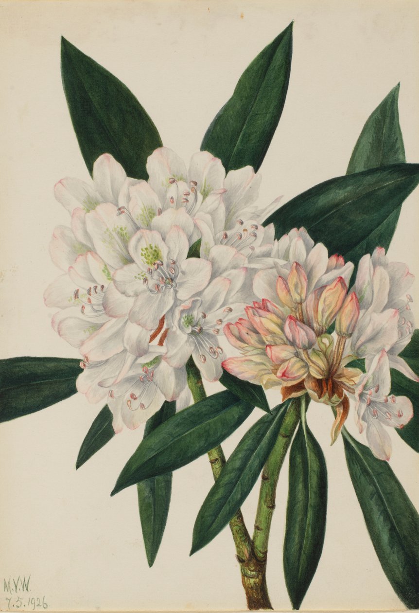 Rododendro di Rosebay (Rhododendron maximum) da Mary Vaux Walcott