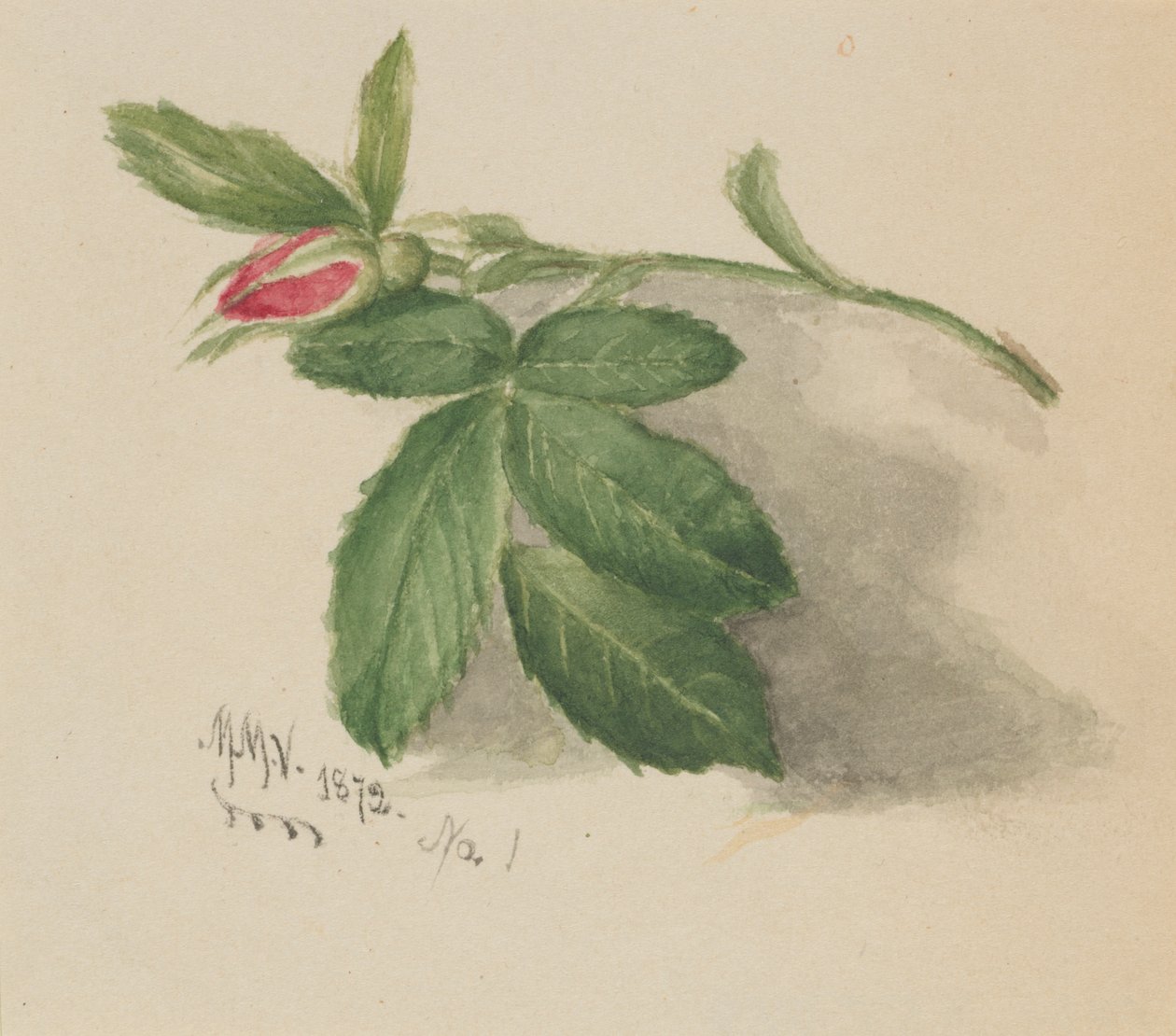 Bocciolo di rosa, 1872 da Mary Vaux Walcott