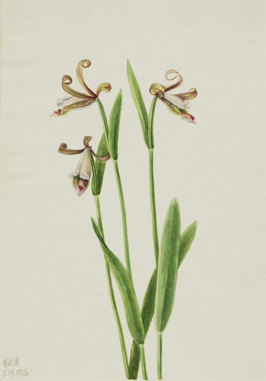 Orchidea Rosebud Pogonia divaricata, 1926 da Mary Vaux Walcott