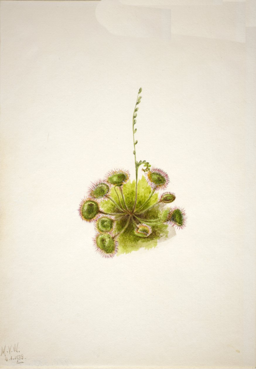 Drosera a foglia tonda Drosera rotundifolia, 1933 da Mary Vaux Walcott