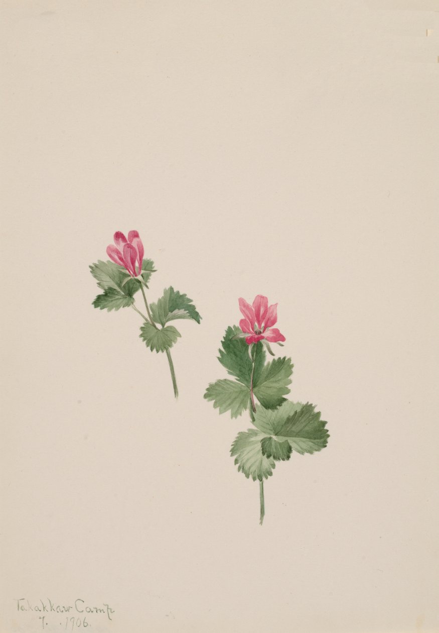 Rubus articus, 1881 da Mary Vaux Walcott