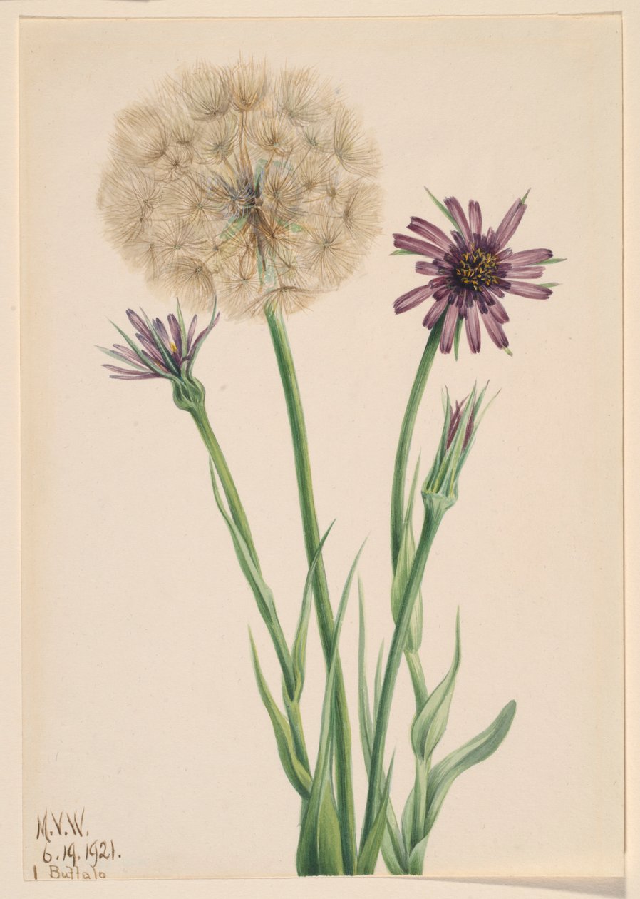 Salsefrica (Tragopogon porrifolius) da Mary Vaux Walcott