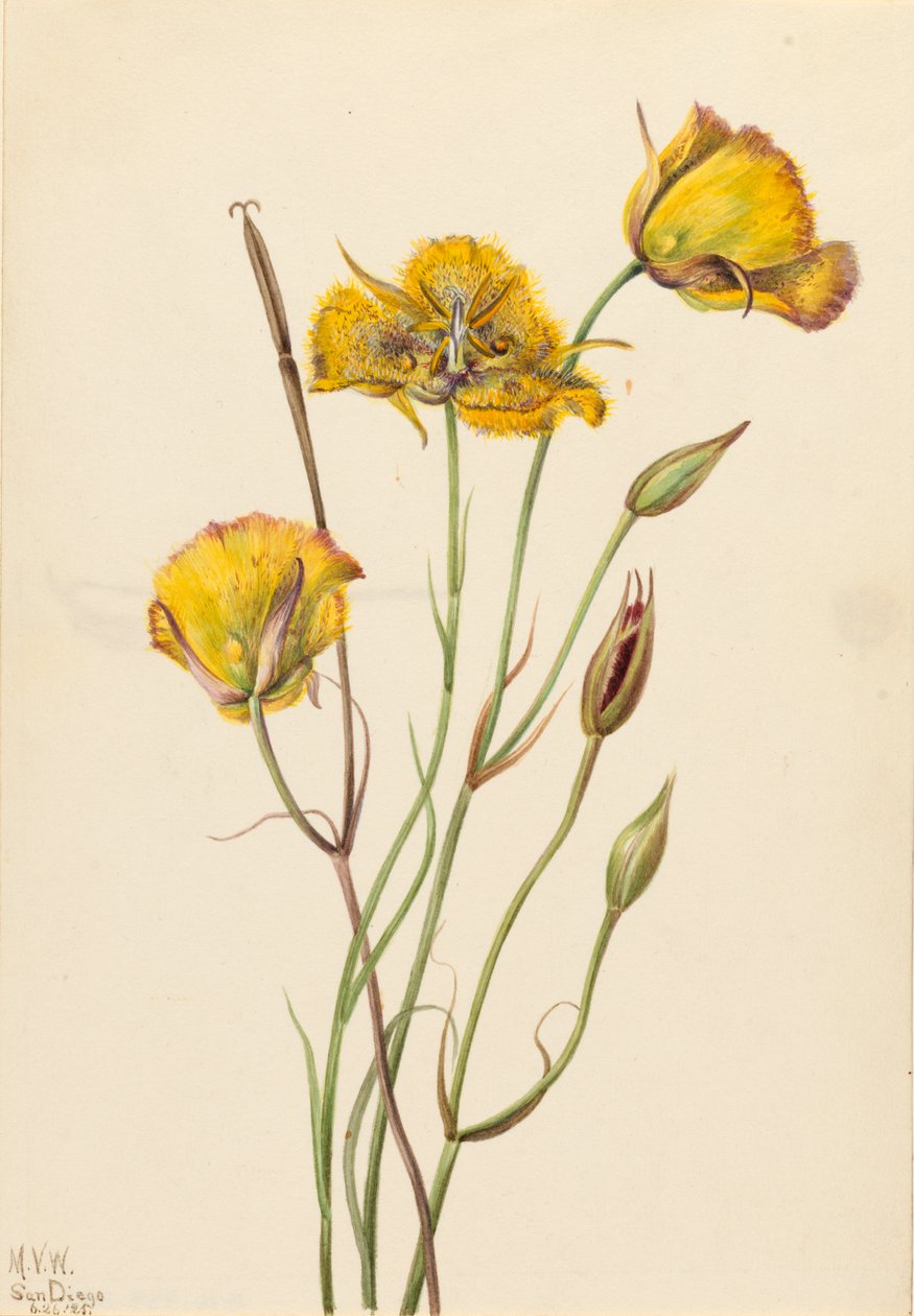 San Diego Mariposa Calochortus weedii da Mary Vaux Walcott