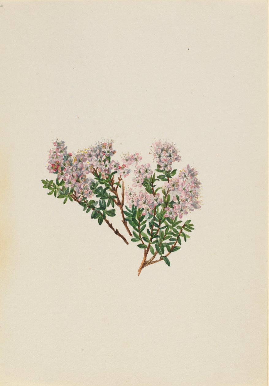 Mirto delle sabbie (Leiophyllum lyoni) da Mary Vaux Walcott
