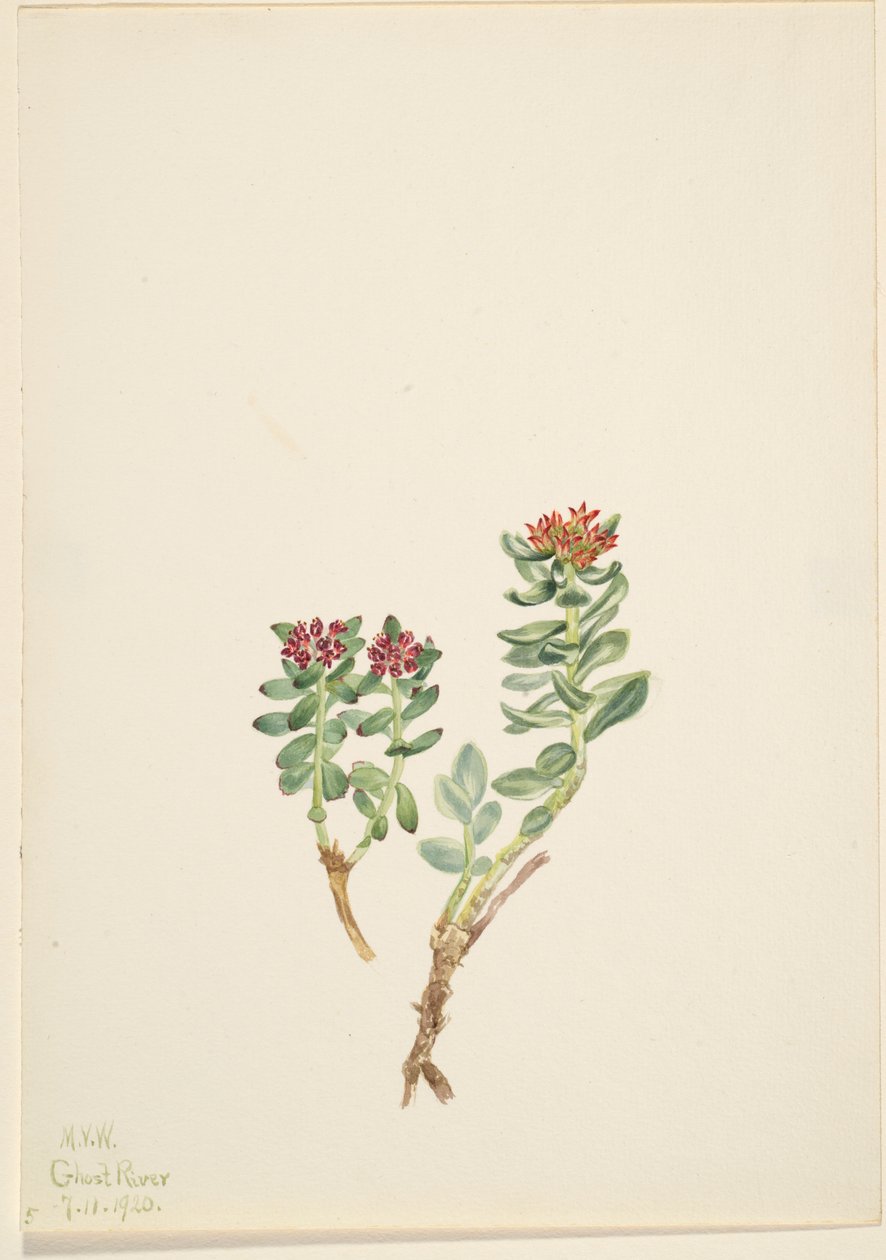 Sanifoiga adscendeus da Mary Vaux Walcott