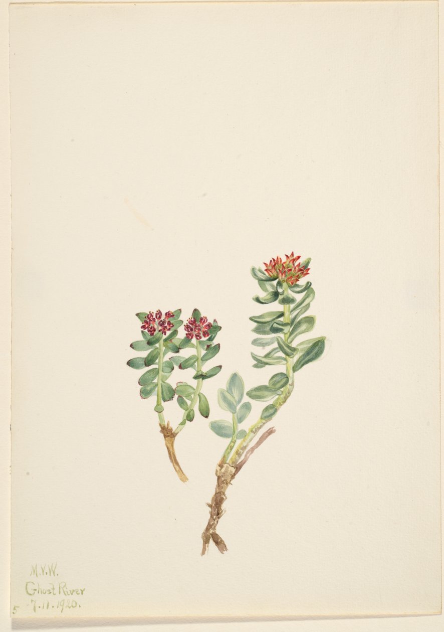 Sanifoiga adscendeus da Mary Vaux Walcott