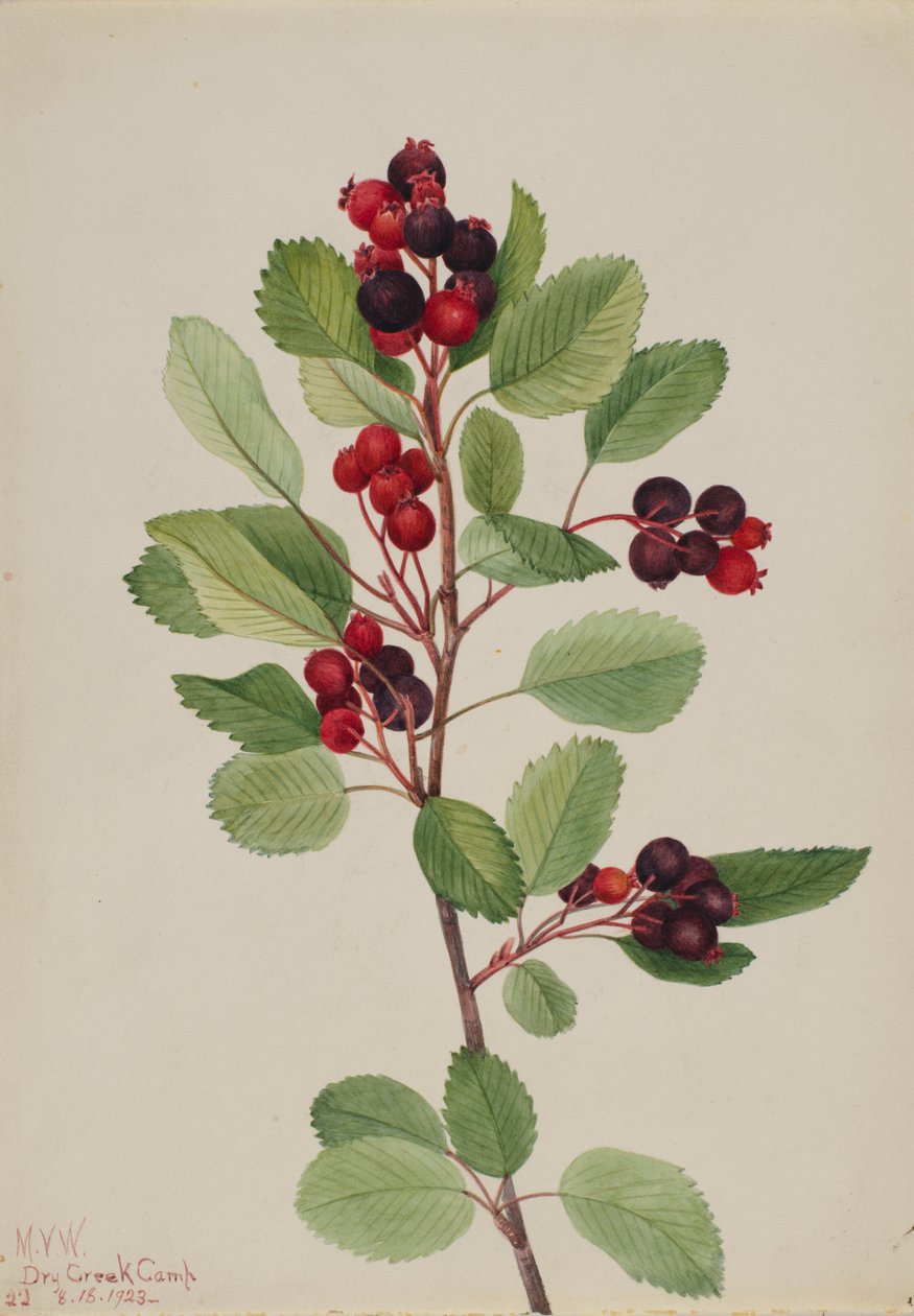 Saskatoon (Amelanchier alnifolia) da Mary Vaux Walcott