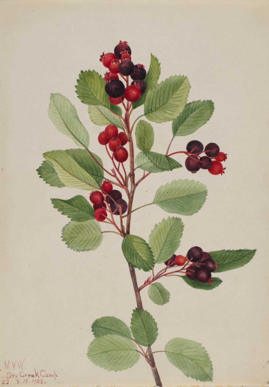 Saskatoon Amelanchier alnifolia da Mary Vaux Walcott