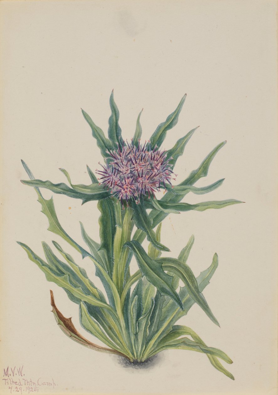 Saussurea (Saussurea densa) da Mary Vaux Walcott