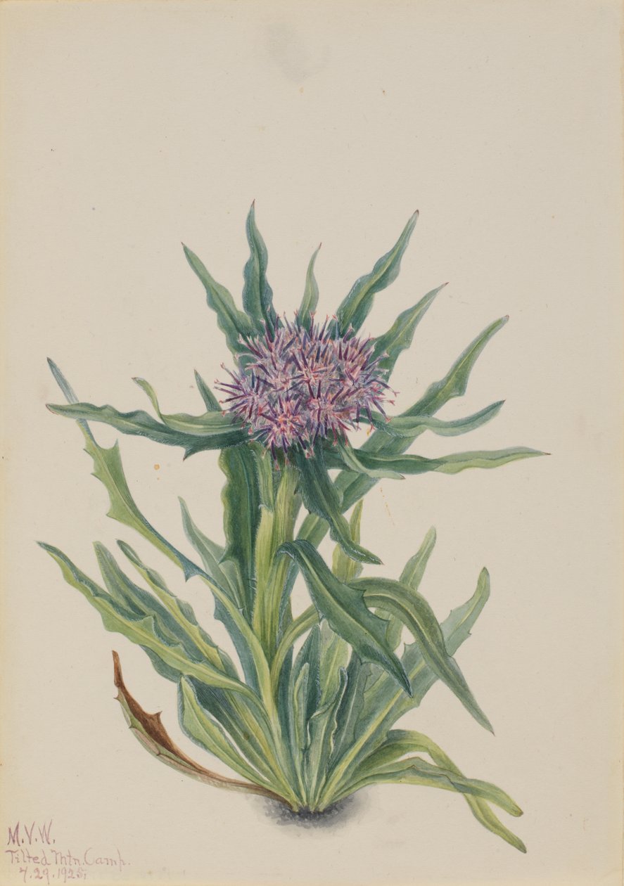 Saussurea Saussurea densa da Mary Vaux Walcott