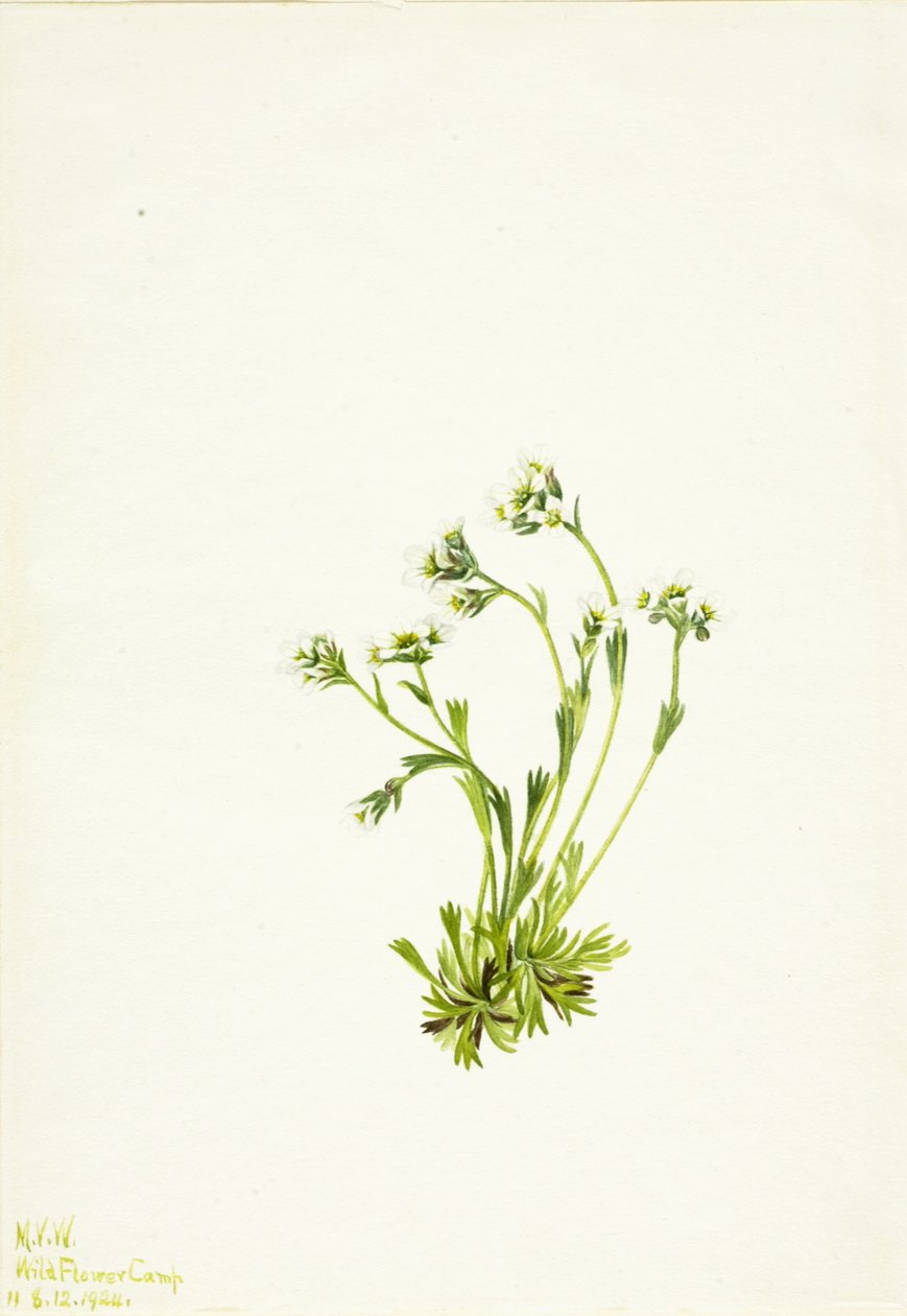 Sassifraga caespitosa da Mary Vaux Walcott