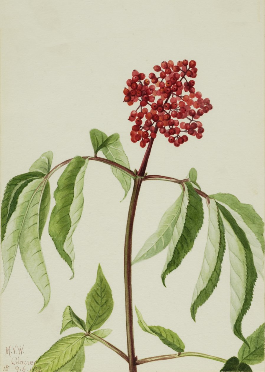 Sambuco scarlatto Sambucus pubens, 1922 da Mary Vaux Walcott