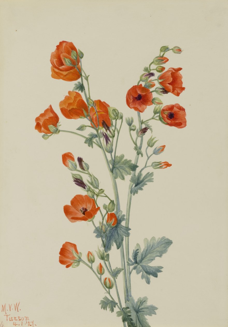 Malva scarlatta (Sphaeralcea grossulariaefolia) da Mary Vaux Walcott