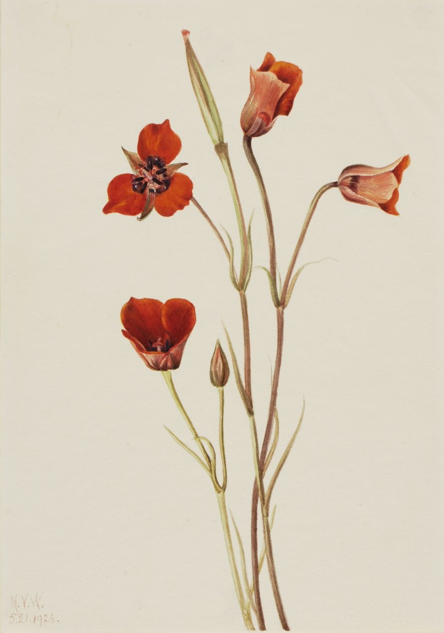 Mariposa scarlatta (Calochortus kennedyi) da Mary Vaux Walcott
