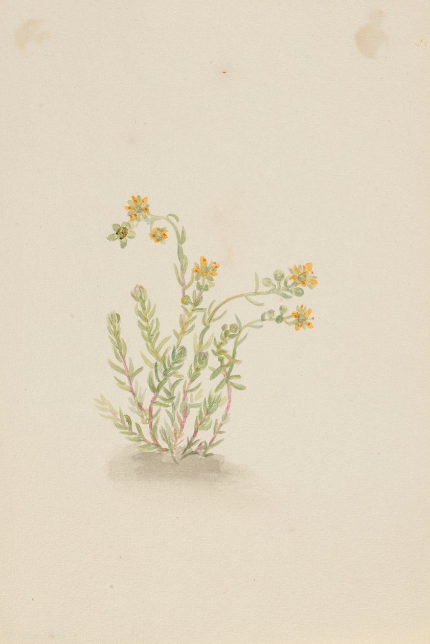 Sedum stenopetalum da Mary Vaux Walcott