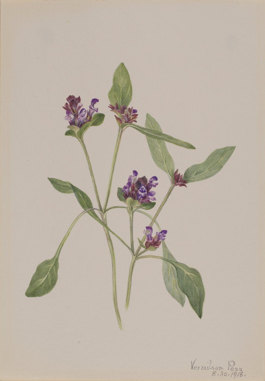 Autoguarigione (Prunella vulgaris) da Mary Vaux Walcott