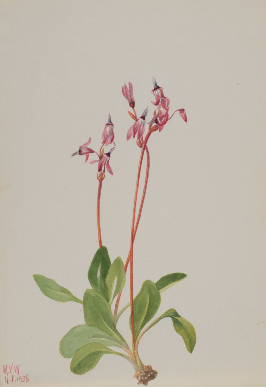Dodecatheon hendersonii, 1936 da Mary Vaux Walcott