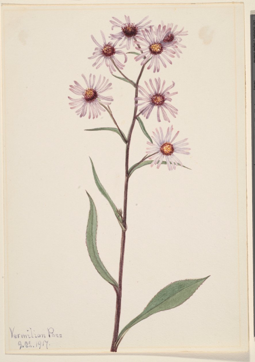 Aster vistoso (Aster conspicuus) da Mary Vaux Walcott