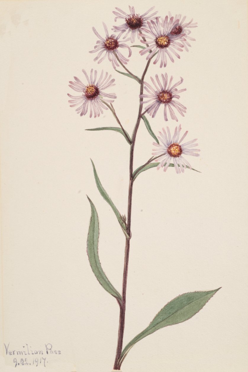 Aster vistoso Aster conspicuus, 1917 da Mary Vaux Walcott