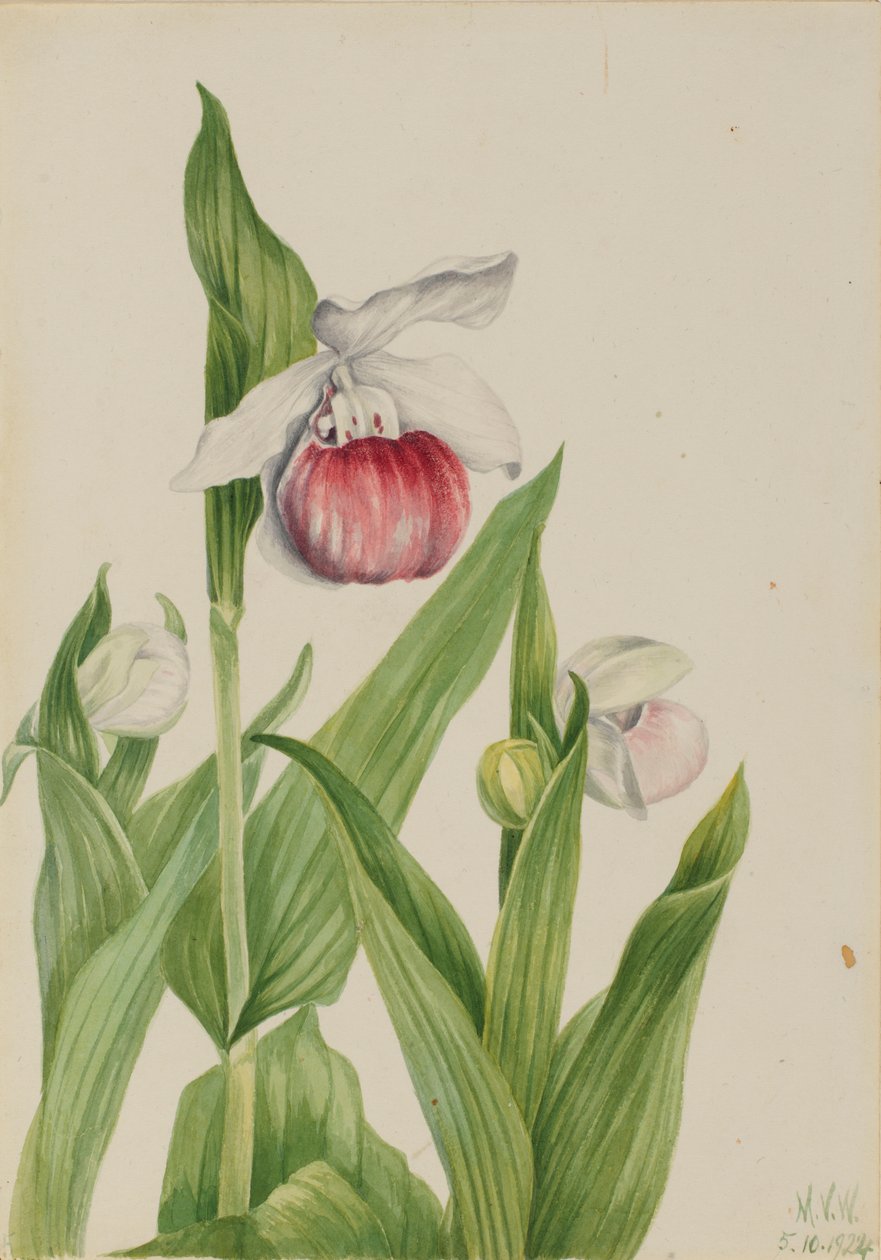 Pantofola della signora vistosa (Cypripedium reginae) da Mary Vaux Walcott