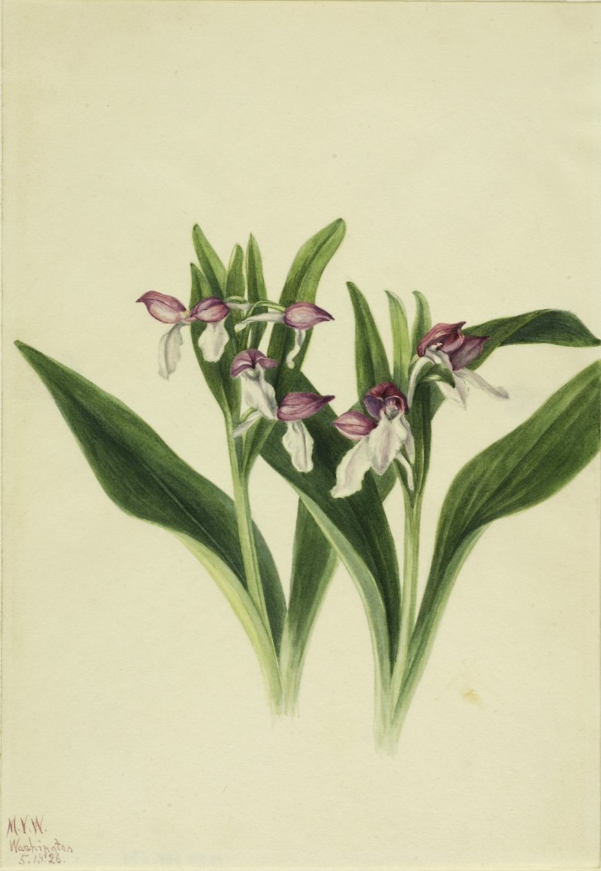 Orchidea vistosa (Orchis spectabilis) da Mary Vaux Walcott