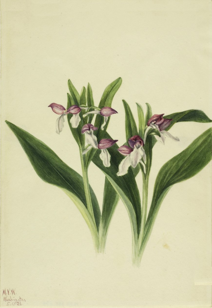 Orchis spectabilis da Mary Vaux Walcott