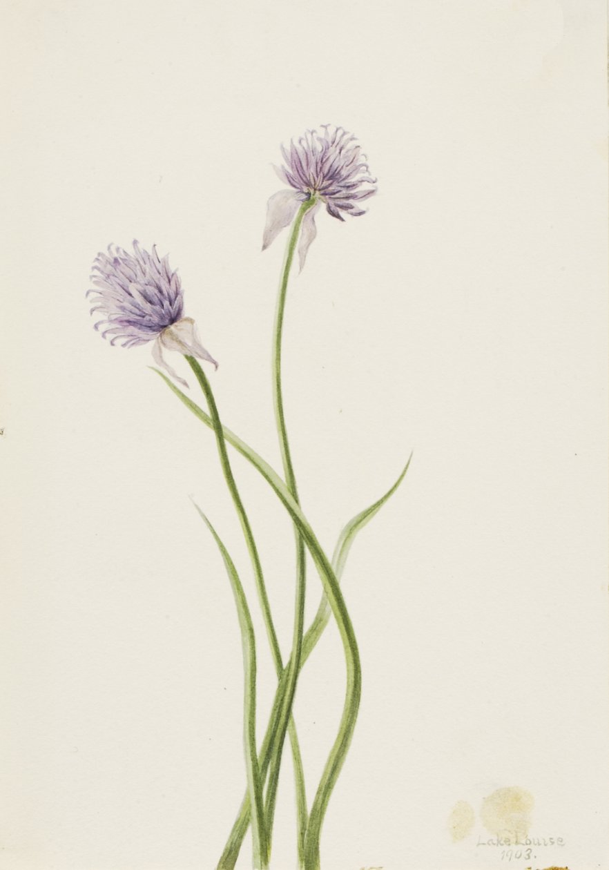 Cipolla siberiana Allium sibericum da Mary Vaux Walcott