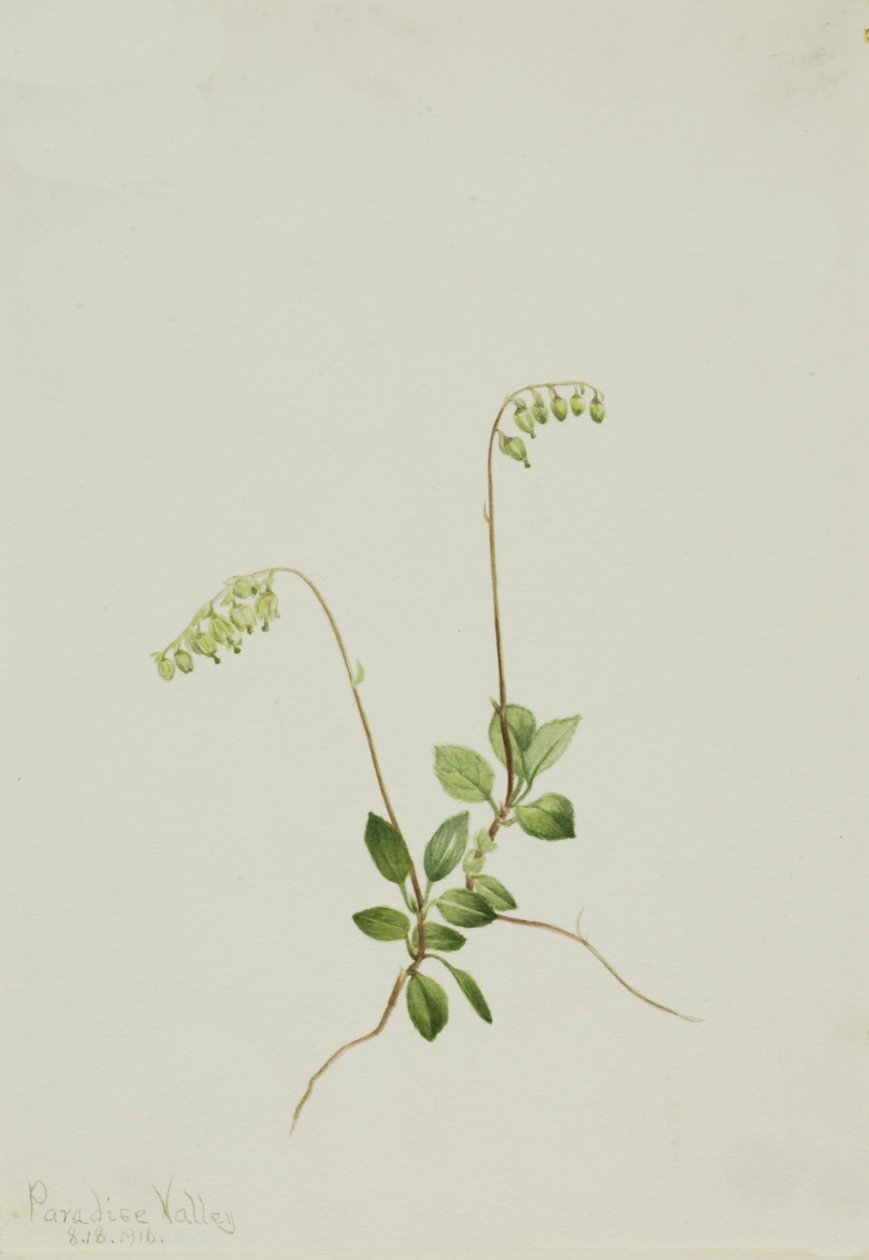 Sidebells Pyrola Pyrola secunda da Mary Vaux Walcott