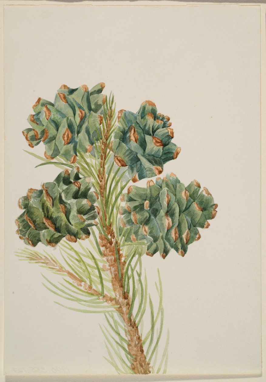 Pino a foglia singola (Pinus monophylla) da Mary Vaux Walcott