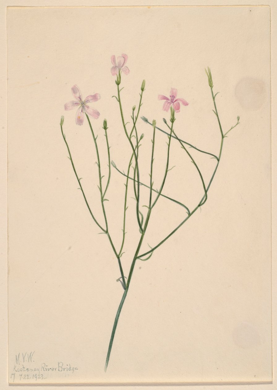 Fiore di scheletro (Lygodesmia juncea) da Mary Vaux Walcott