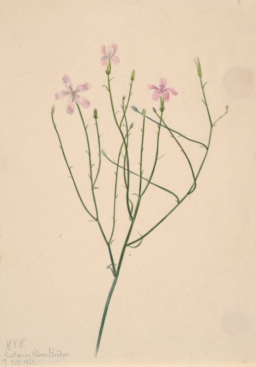 Fiore scheletro Lygodesmia juncea, 1923 da Mary Vaux Walcott