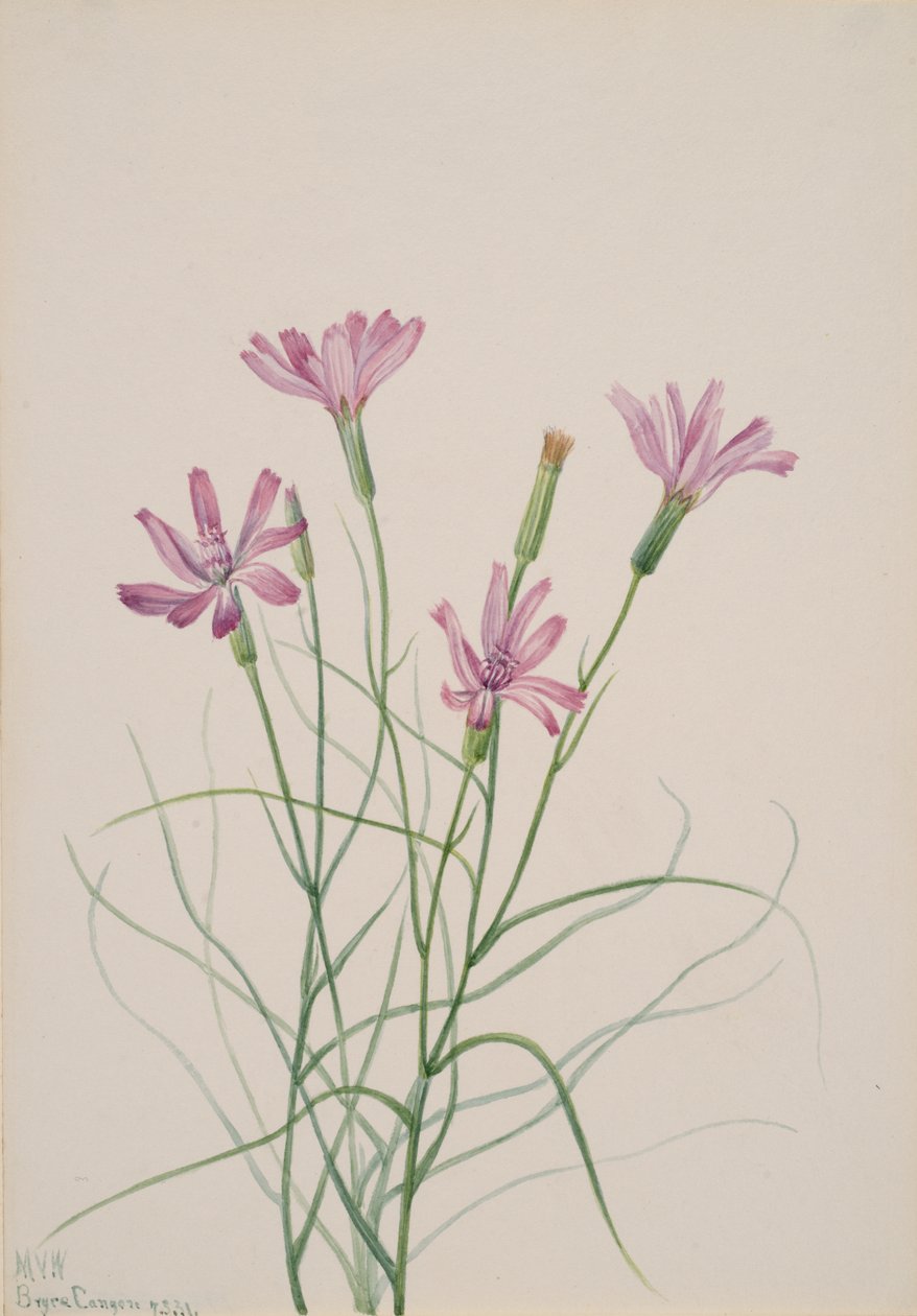 Erbaccia scheletro Lygodesmia grandiflora, 1931 da Mary Vaux Walcott