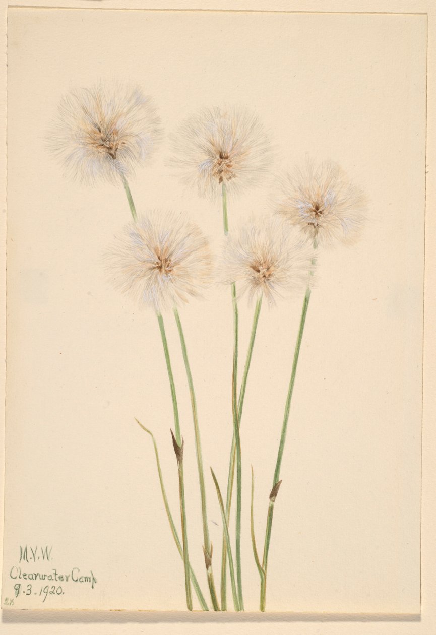 Erba di cotone sottile (Eriophorum chamissonis) da Mary Vaux Walcott
