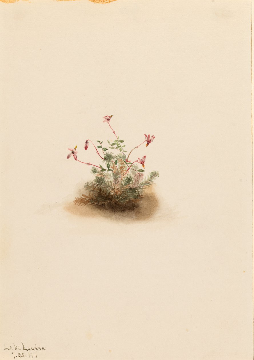 Piccolo mirtillo rosso (Oxycoccus palustris) da Mary Vaux Walcott