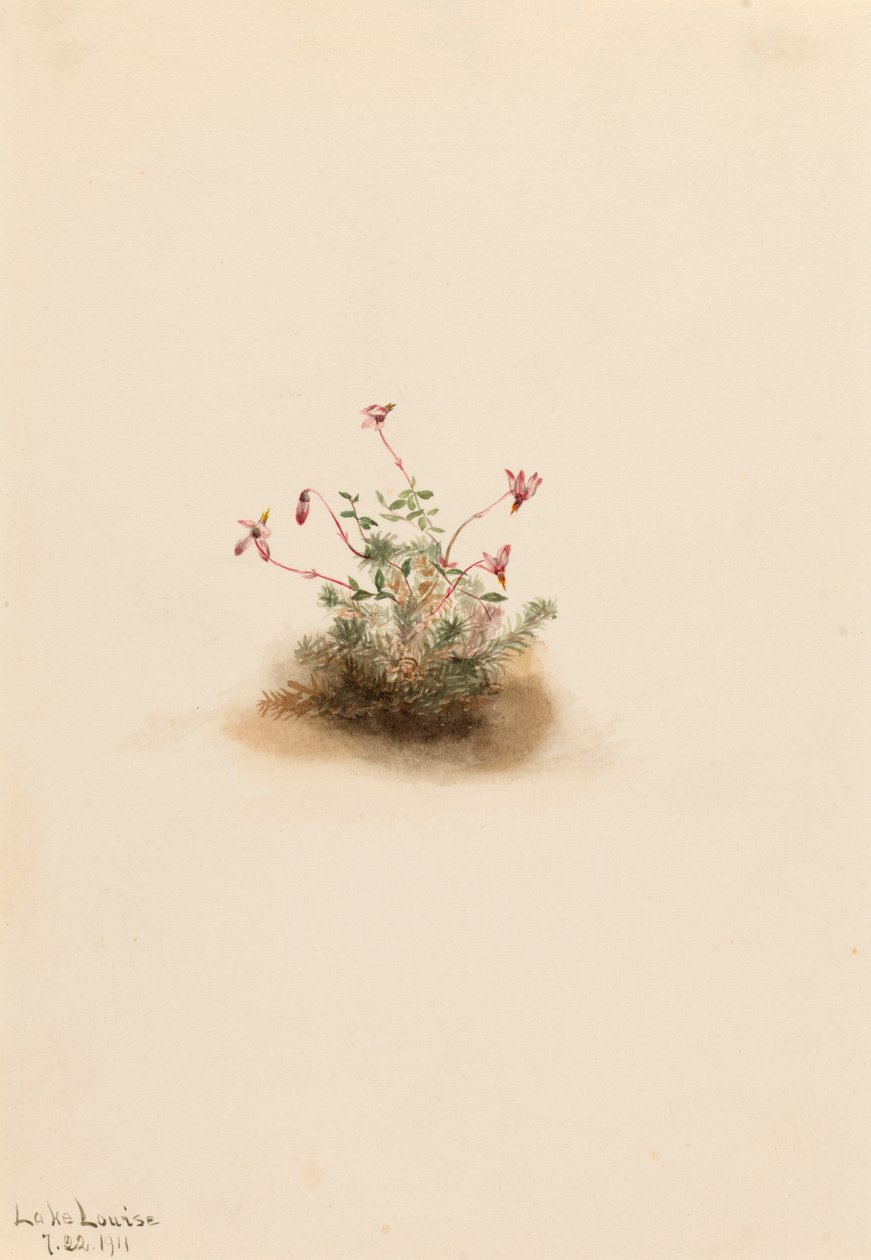 Piccolo mirtillo rosso Oxycoccus palustris, 1911 da Mary Vaux Walcott