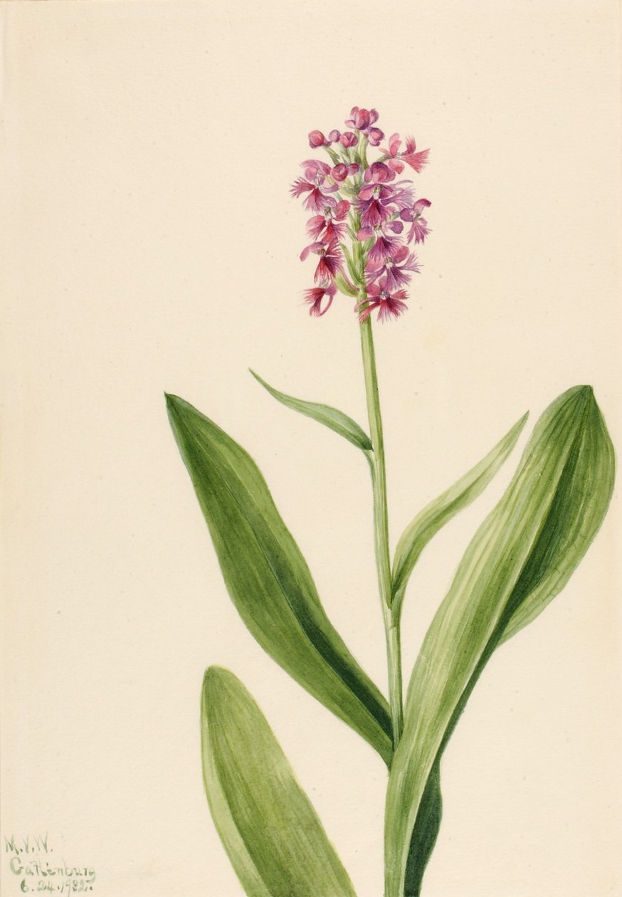 Piccola orchidea a frangia viola (Habenaria psychodes) da Mary Vaux Walcott