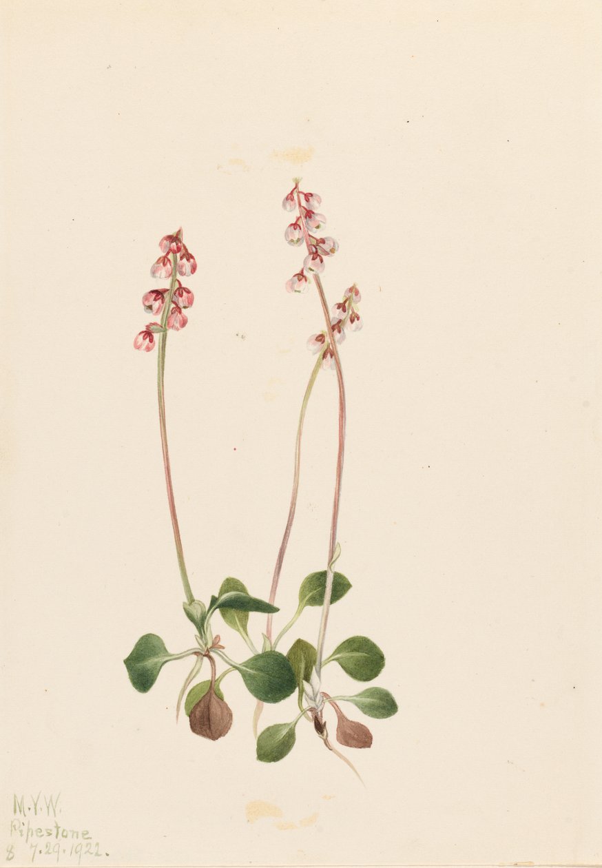 Pirola piccola (Pyrola minor) da Mary Vaux Walcott
