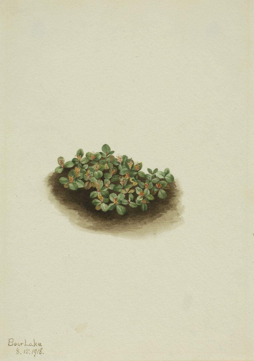 Salice delle nevi (Salix nivalis) da Mary Vaux Walcott