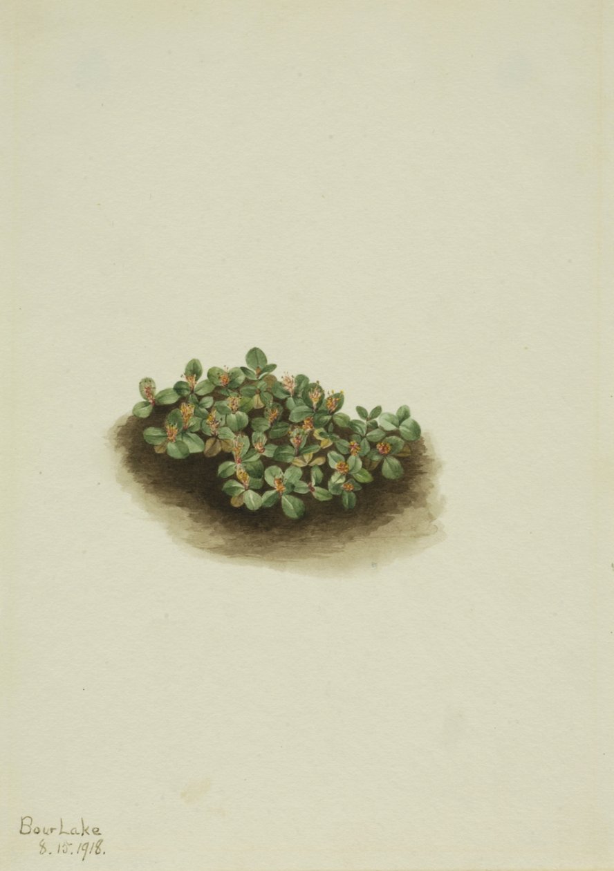 Salice della neve Salix nivalis, 1918 da Mary Vaux Walcott