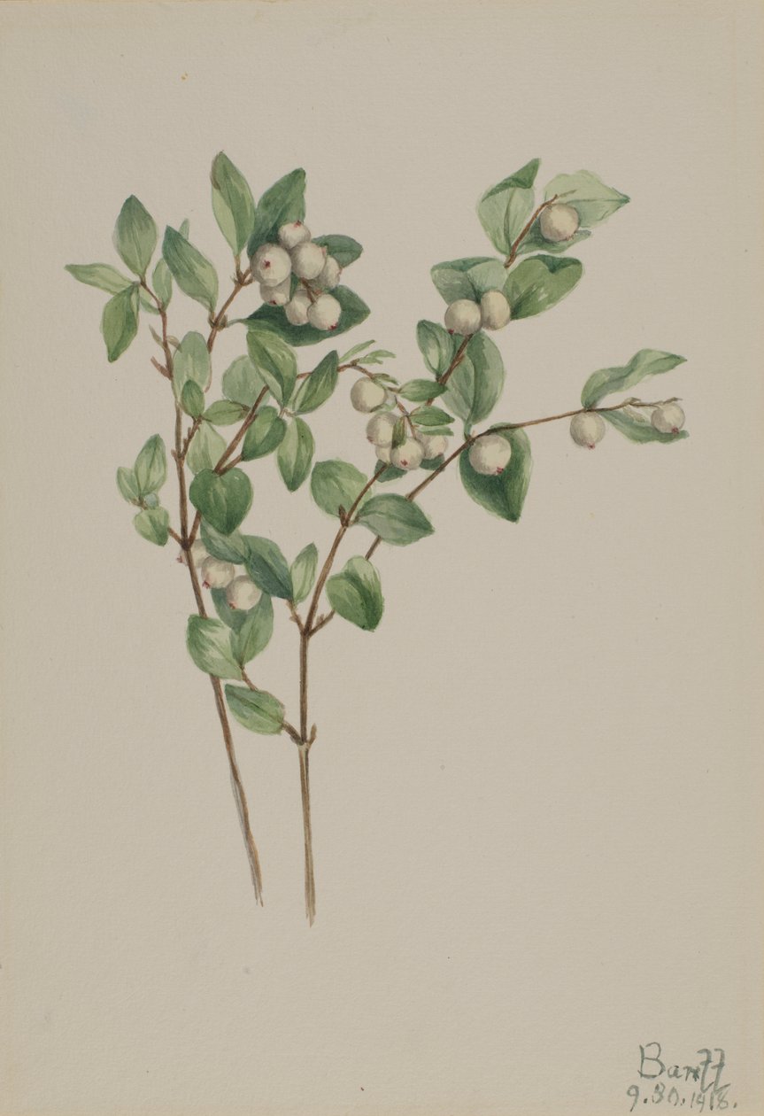 Uva di bosco (Symphoricarpos albus) da Mary Vaux Walcott