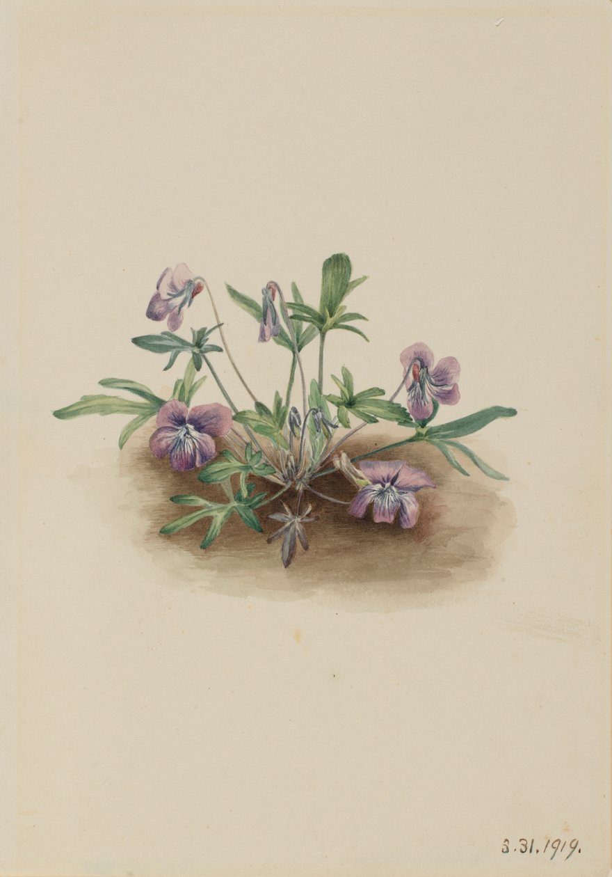 Viola della costa meridionale (Viola septemloba) da Mary Vaux Walcott