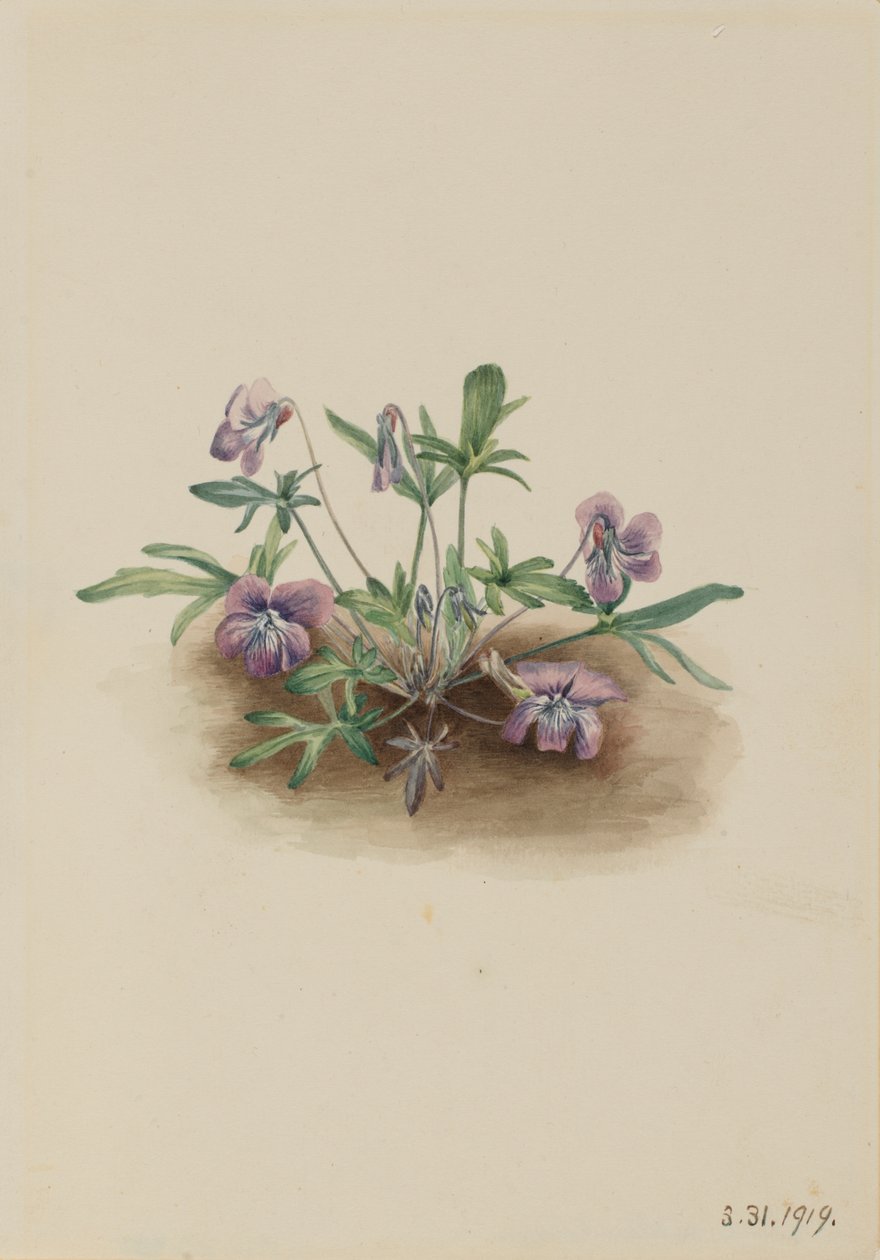 Viola della Costa Meridionale Viola septemloba da Mary Vaux Walcott