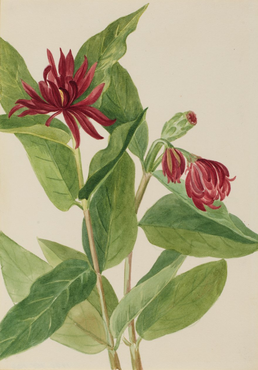Calycanthus occidentalis da Mary Vaux Walcott