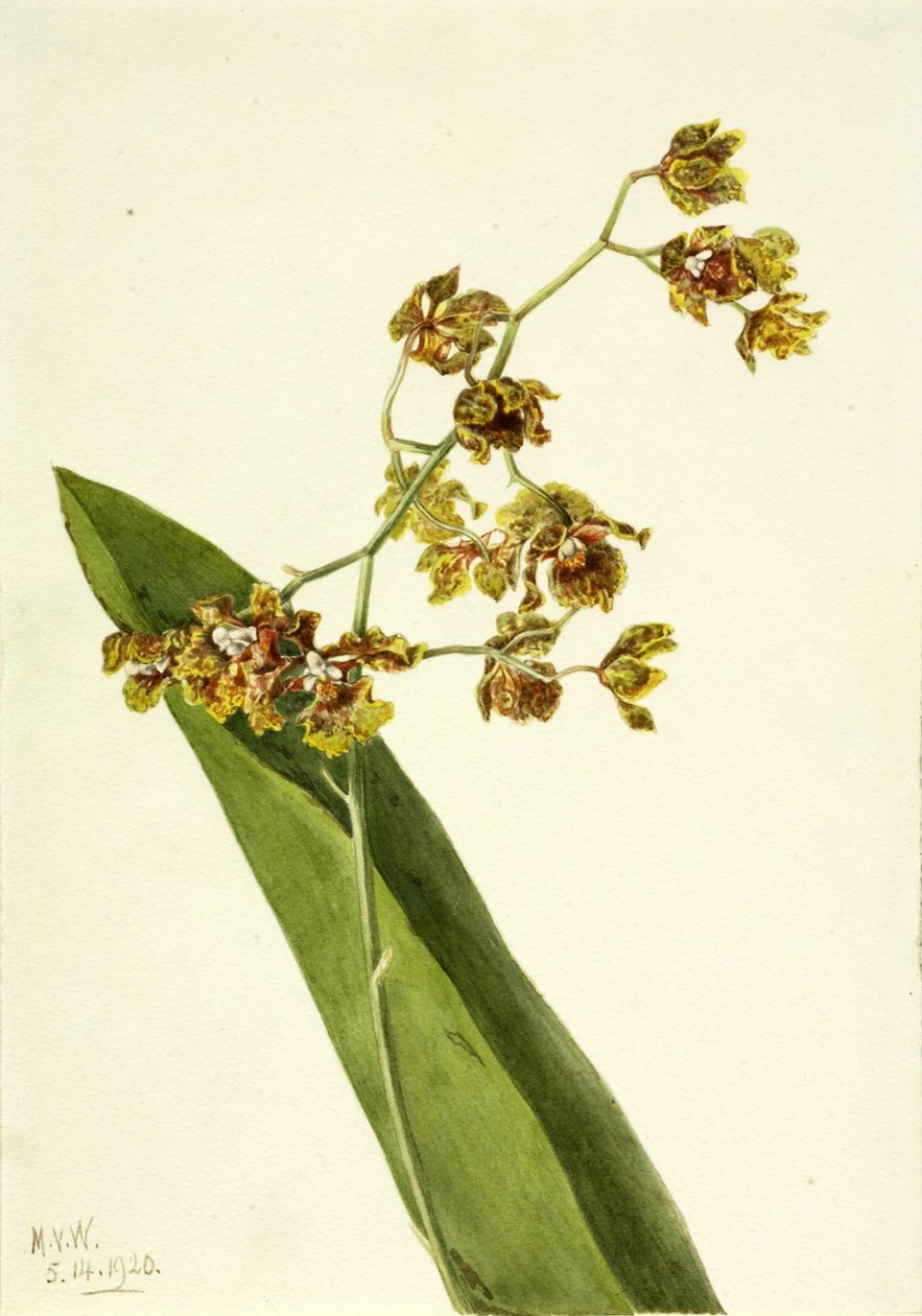 Cyrtopodium maculato (Cyrtopodium punctatum) da Mary Vaux Walcott