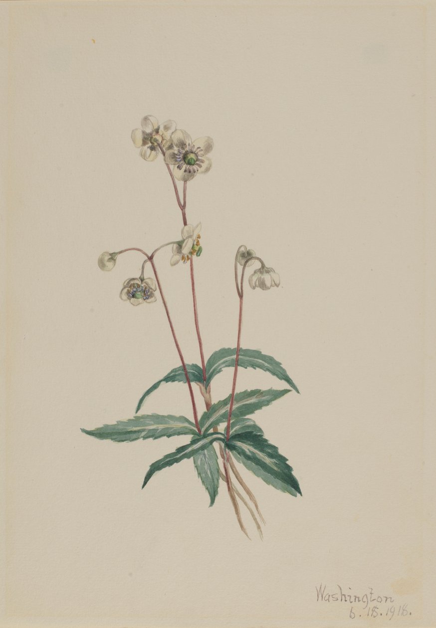 Pipsissewa maculata (Chimaphila maculata) da Mary Vaux Walcott