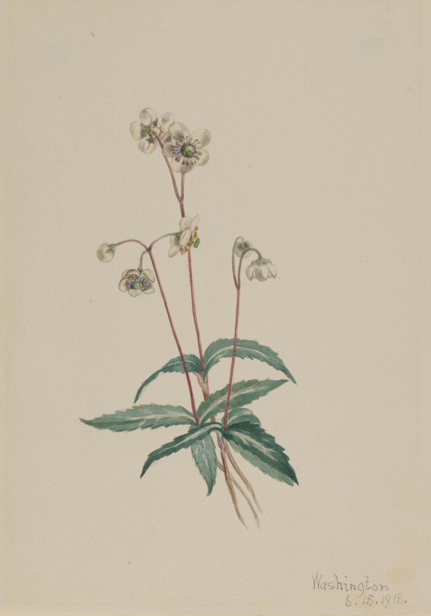 Pipsissewa Maculata da Mary Vaux Walcott