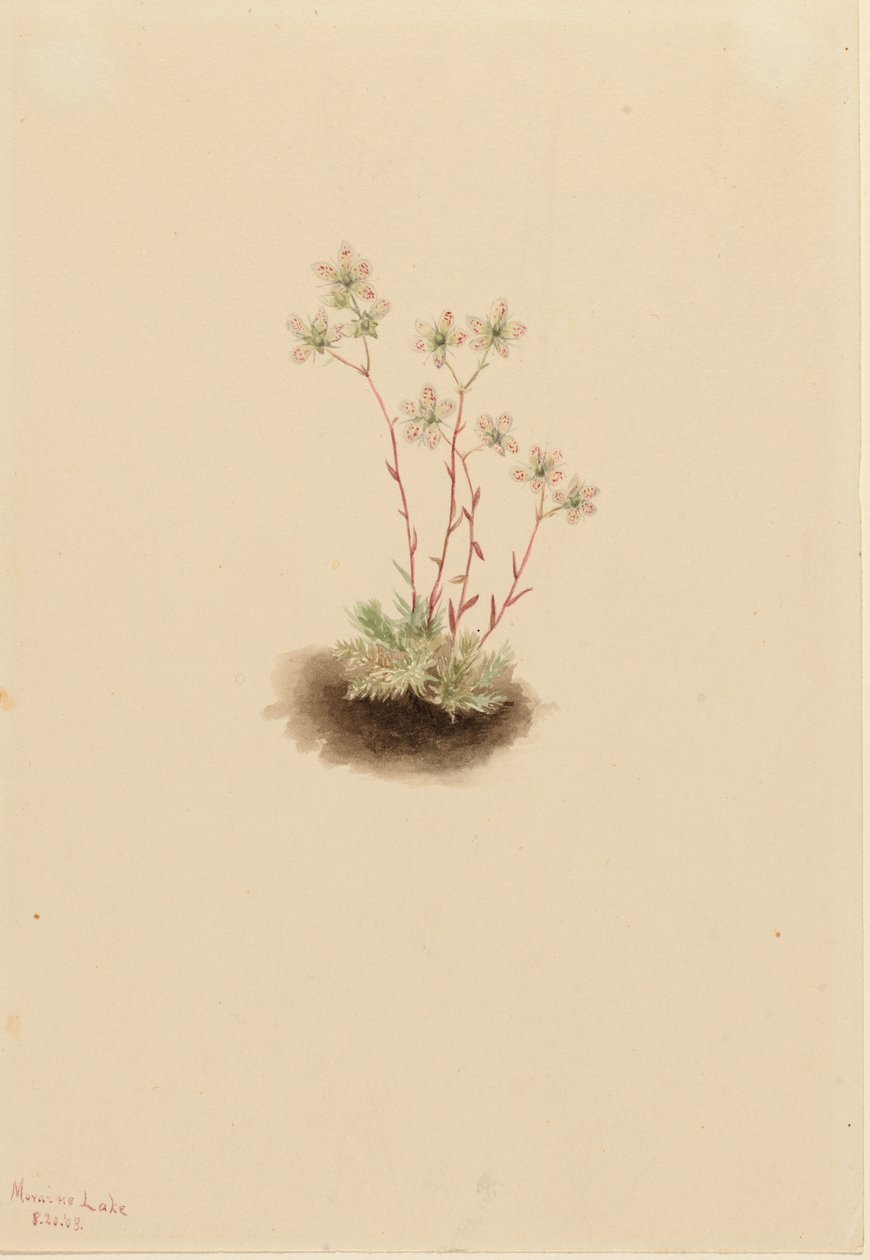 Sassifraga maculata (Saxifraga bronchialis) da Mary Vaux Walcott