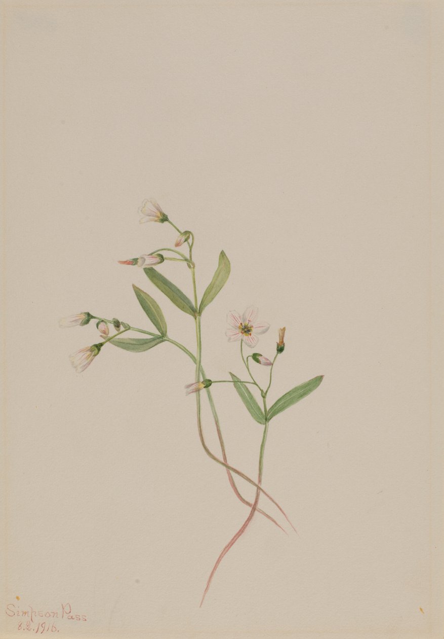 Bellezza di primavera (Claytonia lanceolata) da Mary Vaux Walcott